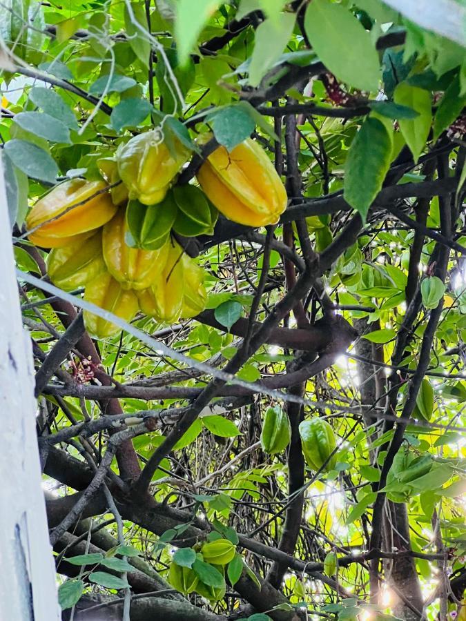 3Bdrm Fruit Tree Home Near Downtown Orlando Kültér fotó