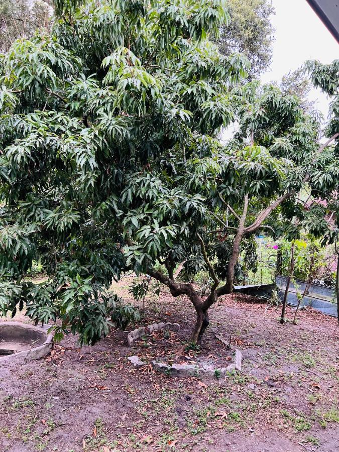 3Bdrm Fruit Tree Home Near Downtown Orlando Kültér fotó